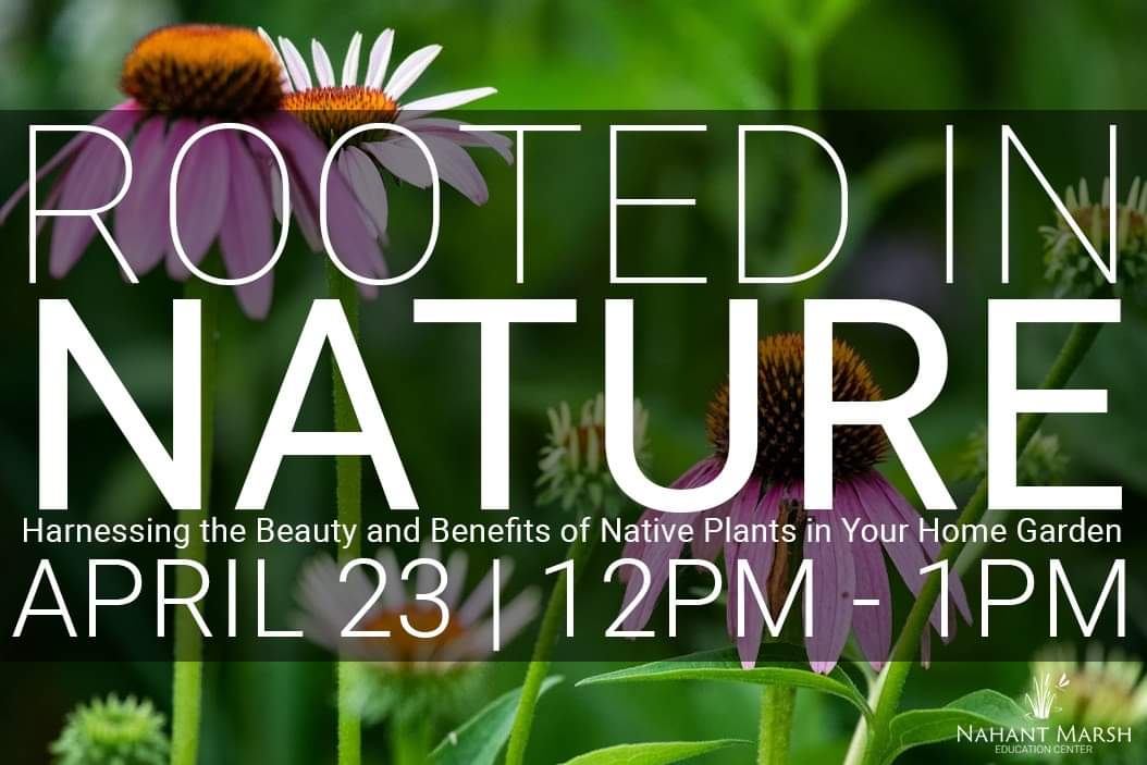 Bring your lunch & delve into the fascinating world of #NativePlants and their invaluable role in creating vibrant and sustainable home gardens.

This is a BYOL (bring you own lunch) program.

Details & Sign-up: nahantmarsh.app.neoncrm.com/event.jsp?even…