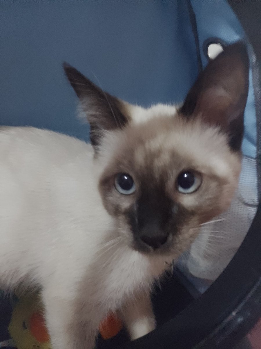 🌸Tamayo🌸 tweet media