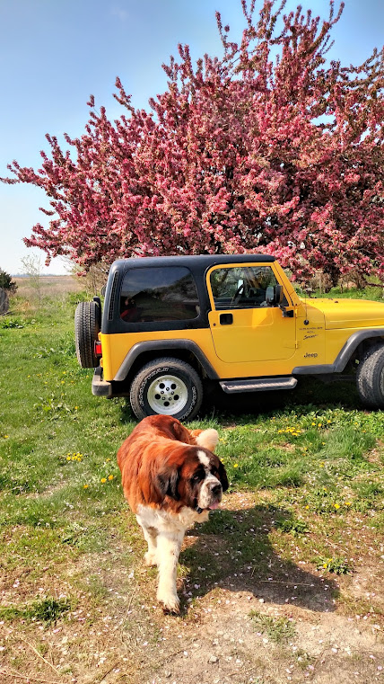 Sometimes I like to remind you all of my first love - Miss you Little Yellow!! Bonus: Cute pup!! 😍 🥰 💛
