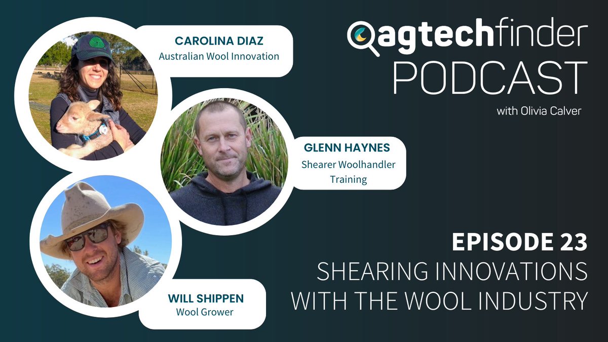 🐑The latest episode of the AgTech Finder podcast with @OliviaCalver1 takes you to the woolshed to talk about new technology to help tackle the shearer shortage with @woolinnovation @WillShippen #AgTech #ausag #wool #podcasts 🎧bit.ly/3UhZDDo