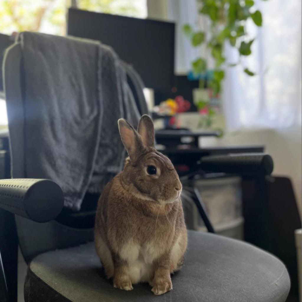 Does your rabbit need a good brushing, or their nails trimmed? 💚🐇 Our facility in Richmond, California, offers grooming by appointment, twice a month. 

Book now: center.houserabbit.org/services/groom… (RHDV2 vaccination required)