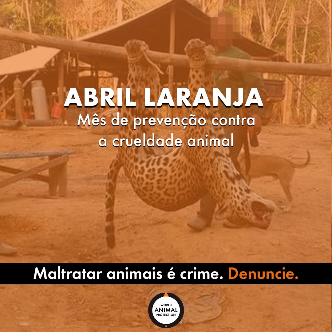 🚨 Diga não à crueldade animal 🚨 🗣️ Seja a voz dos que não podem falar:  ao ver QUALQUER ATO de crueldade contra animais (sejam eles domésticos,  domesticados, silvestres ou exóticos), DENUNCIE., image size:1080x1080