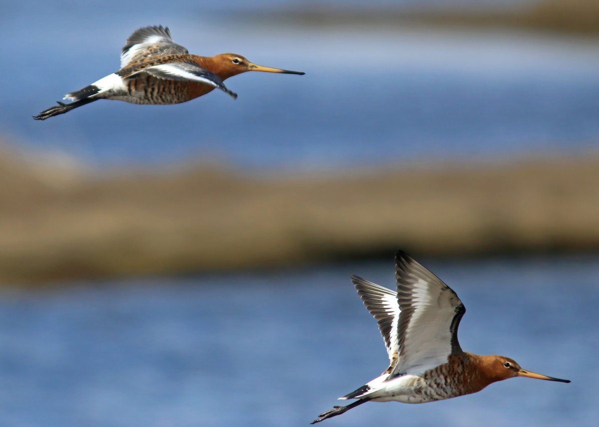 I bumped into four lingering #ABArare Black-tailed Godwits at Portugal Cove South, NL. I didn't spend much time with them, but was happy to get a few photos of them on the wing when they flew by quite close at one point. What beautiful birds!! #BirdTheRock #BirdsNL #KowaOptics