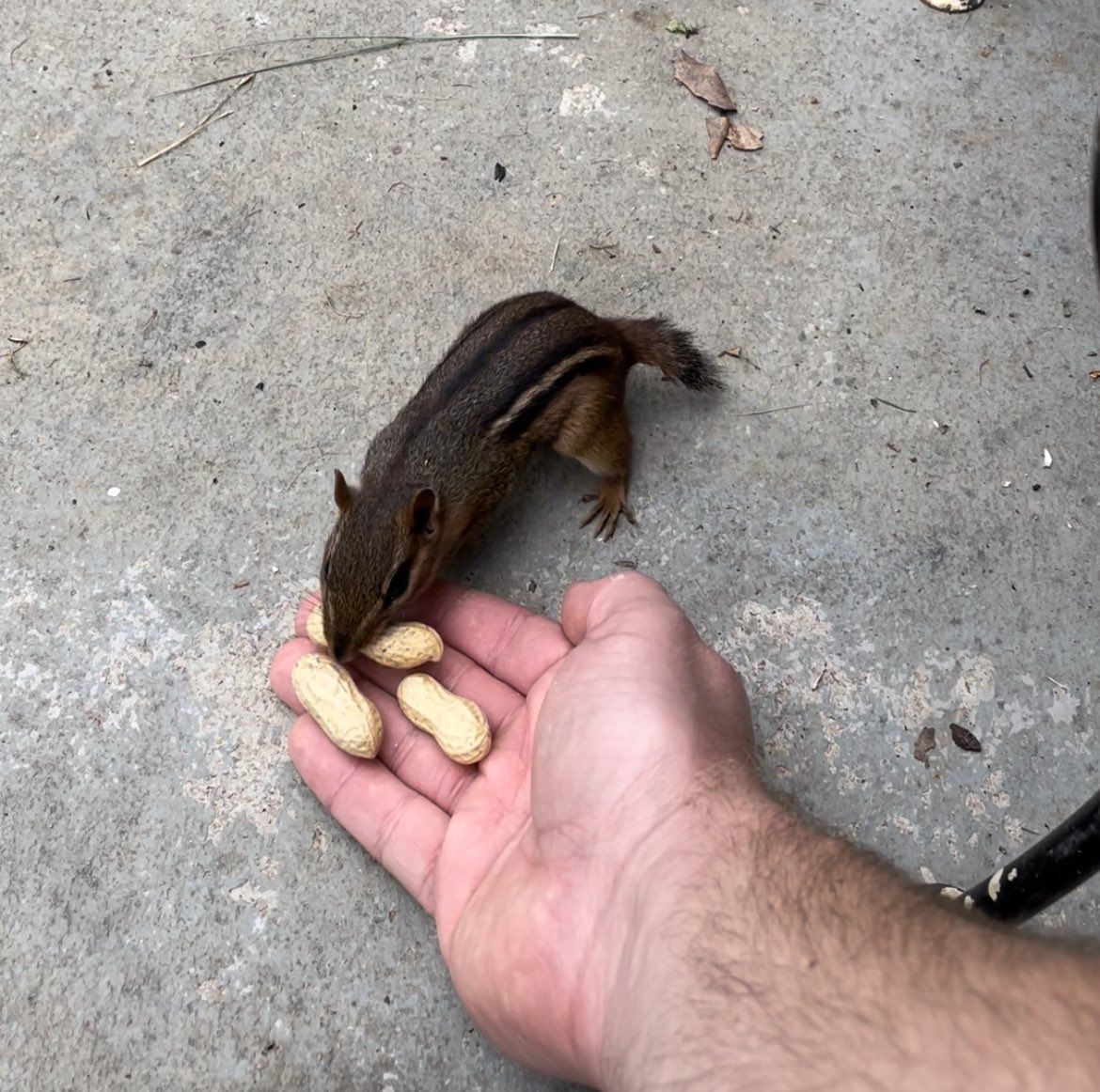 Last summer I earned the trust of a little chipmunk, where he would eat from my hand. I often wonder if animals we befriend sense the divine nature of such moments - a tenuous bridge between two orders of Creation. Perhaps not for fren to comprehend; such is burden of Man alone…