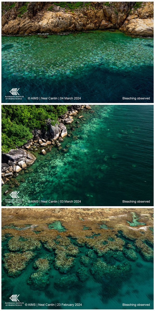 2024 Great Barrier Reef widespread bleaching event unfolding. Very high (60-90% corals cover) and extreme (>90% coral cover) prevalence of coral bleaching is clearly visible from aerial surveys on a third of the surveyed reefs, across all 3 regions of the Great Barrier Reef.