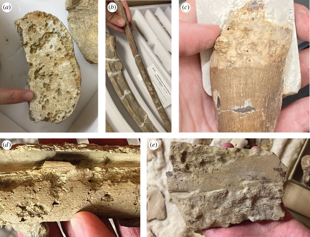 New occurrences of the bone-eating worm Osedax from Late Cretaceous marine reptiles expand geography across the Atlantic and indicate multiple species: ow.ly/bkIw50RgTS5 #ProcB #OpenAccess @plesiosarahs @pdmannion @adrg1 @ES_UCL