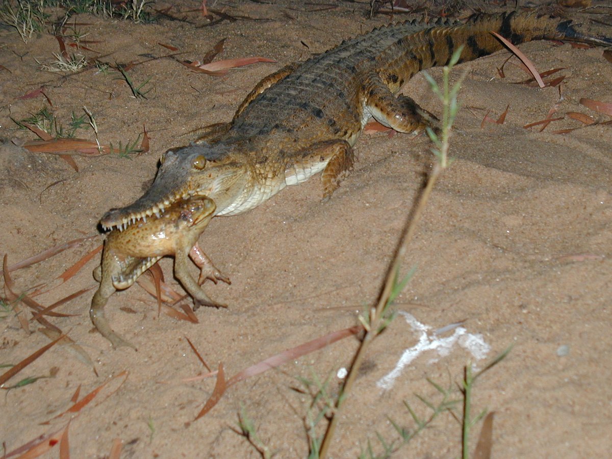 Mike Letnic (@mikeletnic) on Twitter photo Our results suggest that freshwater crocodiles have adapted or learned to deal with toads but there is still a trickle of mortality due to toads. Take home message is that invaders can have long-term chronic impacts even if adaption occurs.
rdcu.be/dDRIv <a href="/UNSWScience/">UNSW Science</a> Our results suggest that freshwater crocodiles have adapted or learned to deal with toads but there is still a trickle of mortality due to toads. Take home message is that invaders can have long-term chronic impacts even if adaption occurs.
rdcu.be/dDRIv <a href="/UNSWScience/">UNSW Science</a>