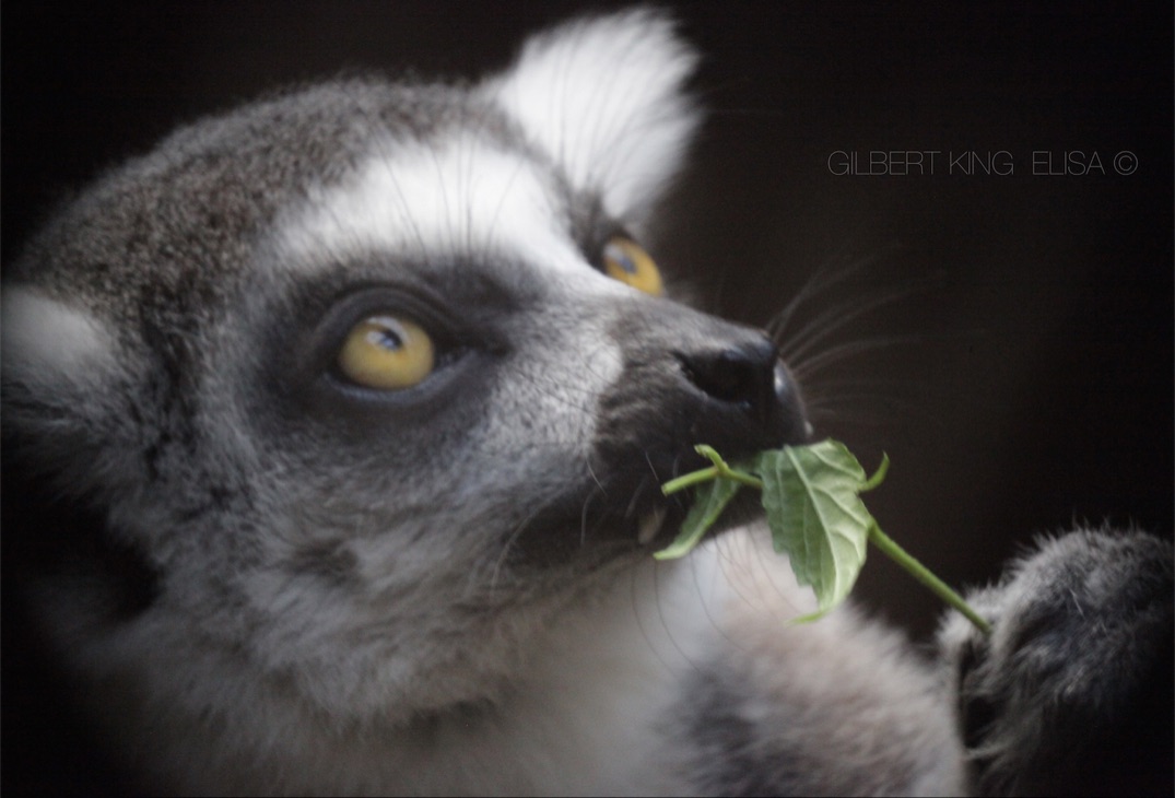 A Lemur #photography #photooftheday #mammals #photograph #nature #lemur #lemurs #GilbertKingElisa #natureza #plantas #plants #ayeaye #OutdoorAdventures #color #flowers #flower #trees #leaves #colourphotography #monkeys #colorphotography #photographer #photos #photographylovers…