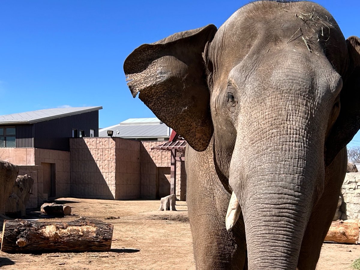 DenverZoo tweet picture