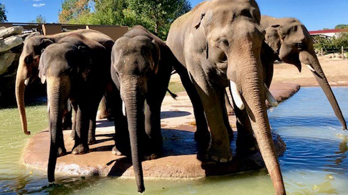 Chuck, a beloved member of our Asian elephant bachelor herd, is embarking on a new journey to start his own family. Based on a recommendation by @zoos_aquariums’ Species Survival Plan, Chuck will soon move to @houstonzoo to hopefully become a dad! denverzoo.org/zootales/denve…