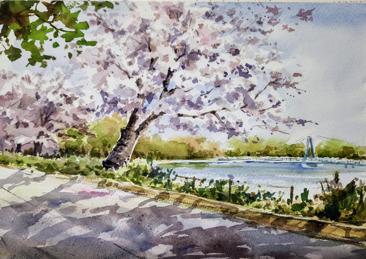 アイデアスケッチを元に着色しました。#野外スケッチ #スケッチ #桜 #風景画 #水元公園 #写生 #透明水彩 #水彩画 #watercolour #watercolor #firldpainting #landscapepainting #mizumotopark #sketch #cherryblossom #aquarelle