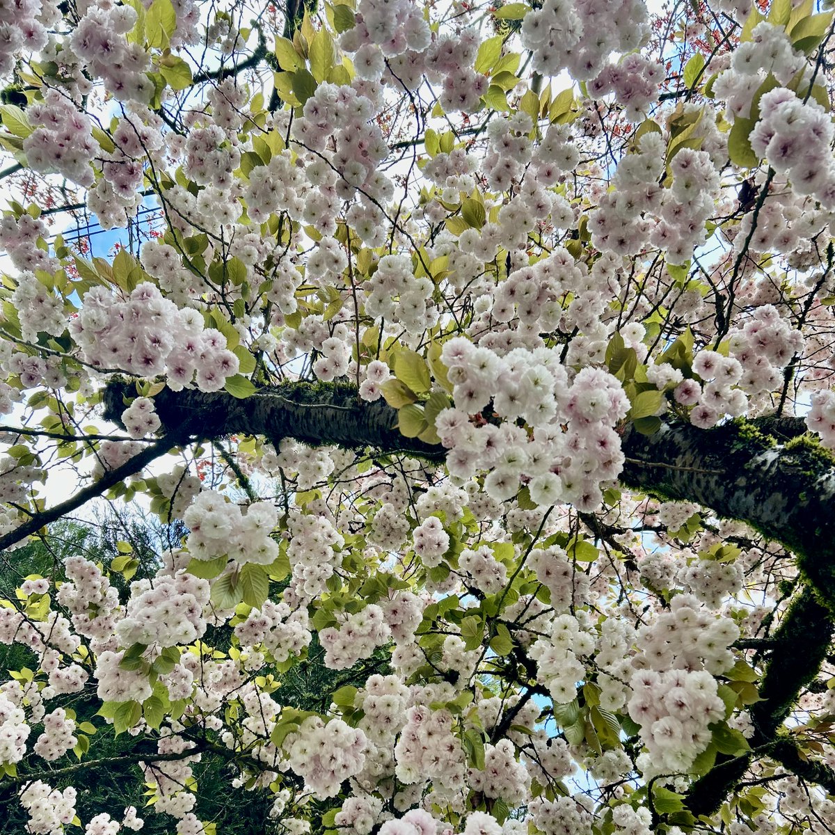 Hard to beat springtime on campus 🌸🌷🪻🌼
