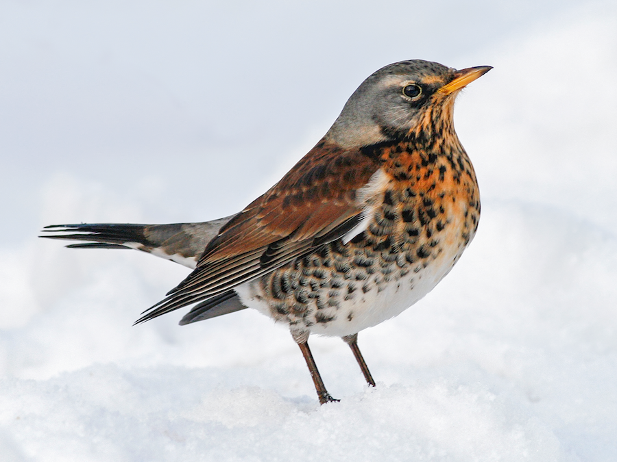 @mysticchuuya fieldfare