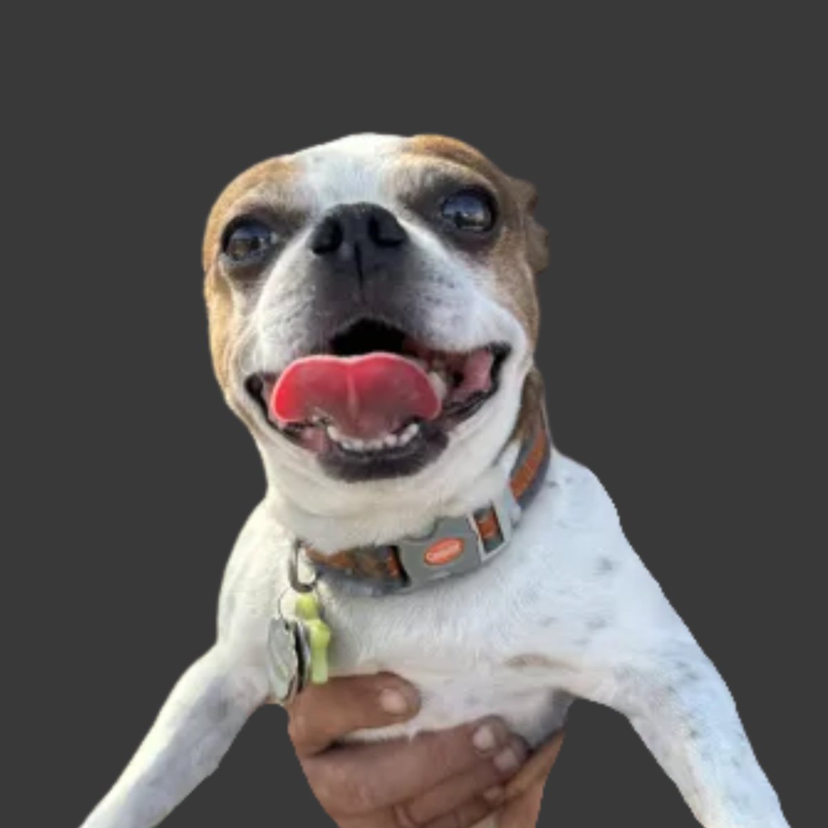 My Neighbors Dog #Scooter🐶

The #Neighborhood Is Right Around The Corner 🛴