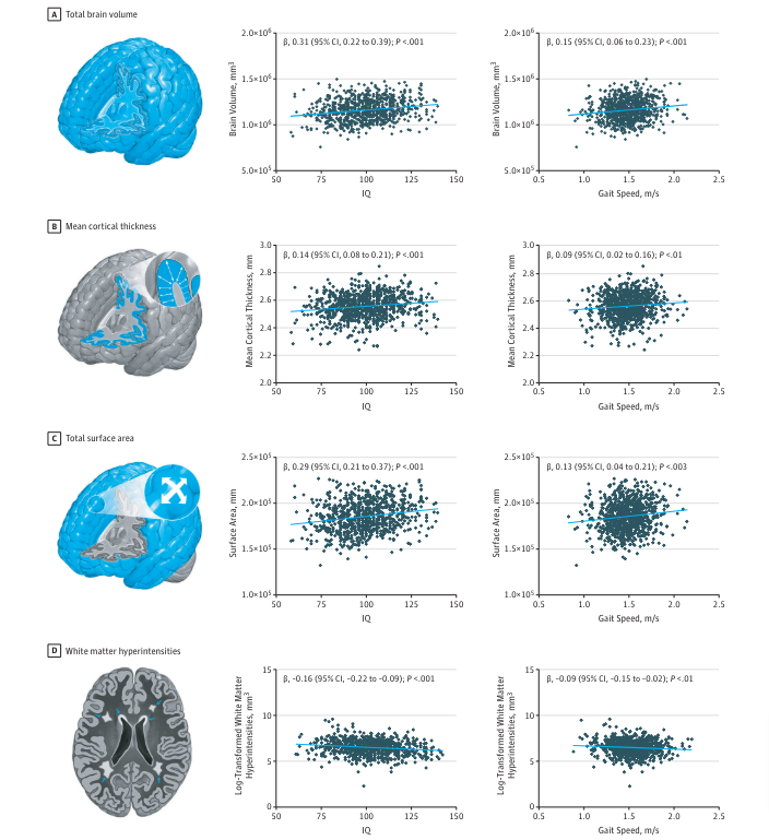 「歩くのが遅い人は脳が小さくIQが低い」──歩行速度と脳の構造に相関あり？　米国チームの実験結果 itmedia.co.jp/news/articles/… 45歳904人の歩行速度を測定。遅い人は臓器老化が速く顔が老け,脳MRIの結果,全脳容積小さくIQが低くかった。さらに3歳で認知機能が低い子供は45歳での歩行速度が遅かった。