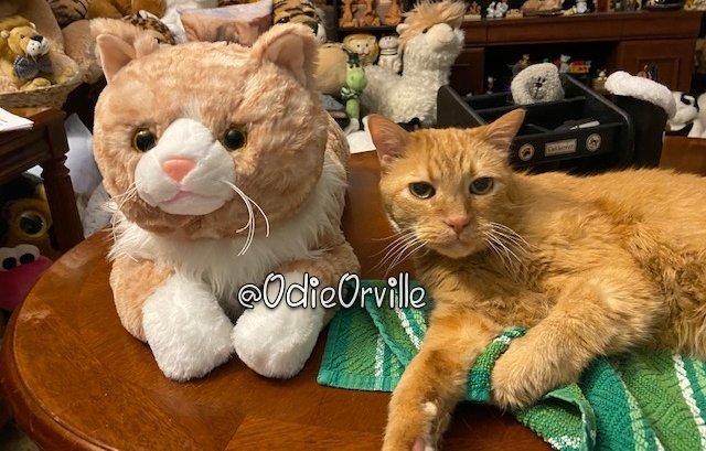 Hi, everybody! 😺👋 After my #Hedgewatch today, during which I watched the inside of my eyelids, I decided to hang out with Winston. How's your day been? #Hedgewatch