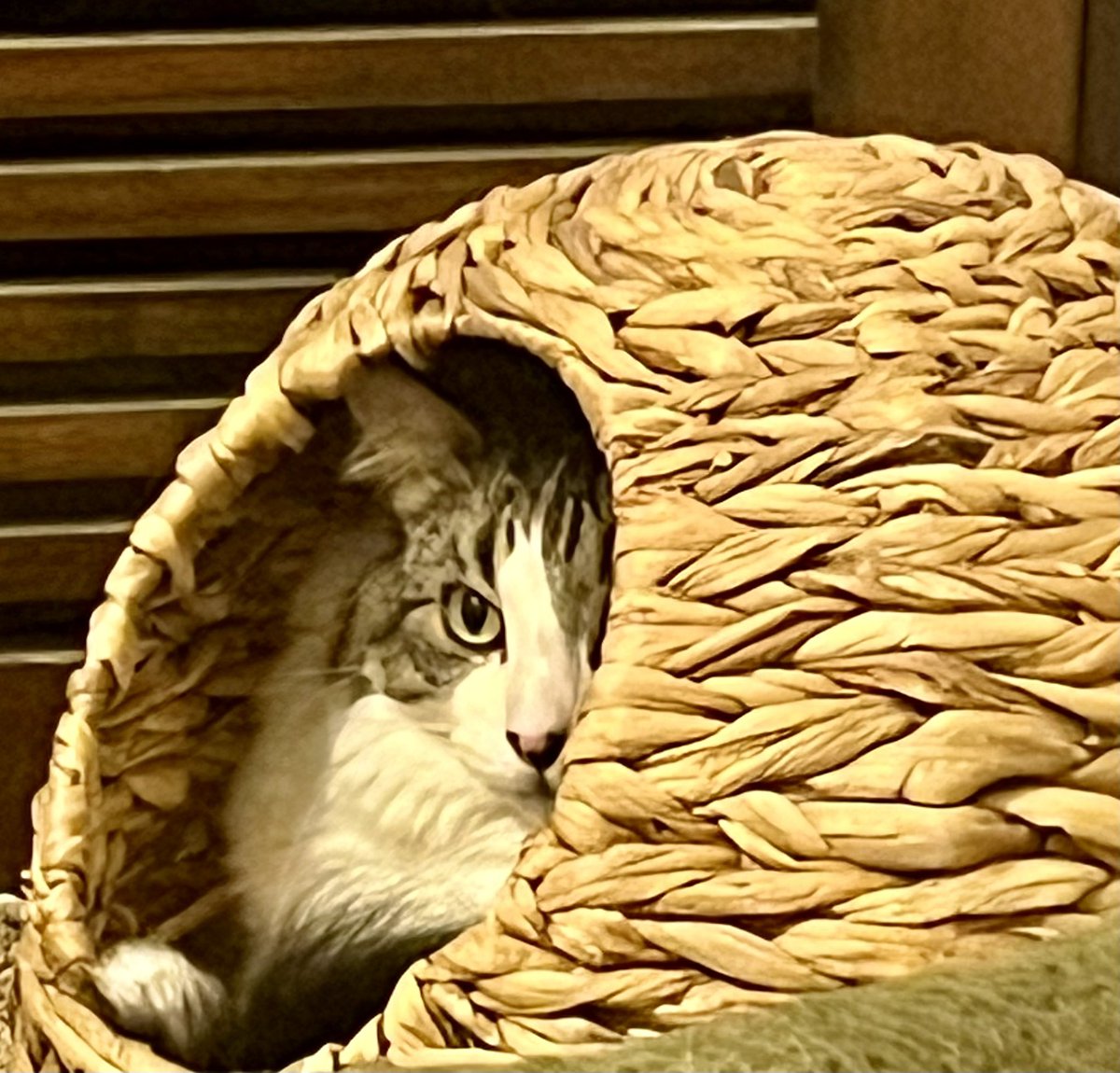Wendy Wilkinson 🙀🐱🐈🦘 tweet media