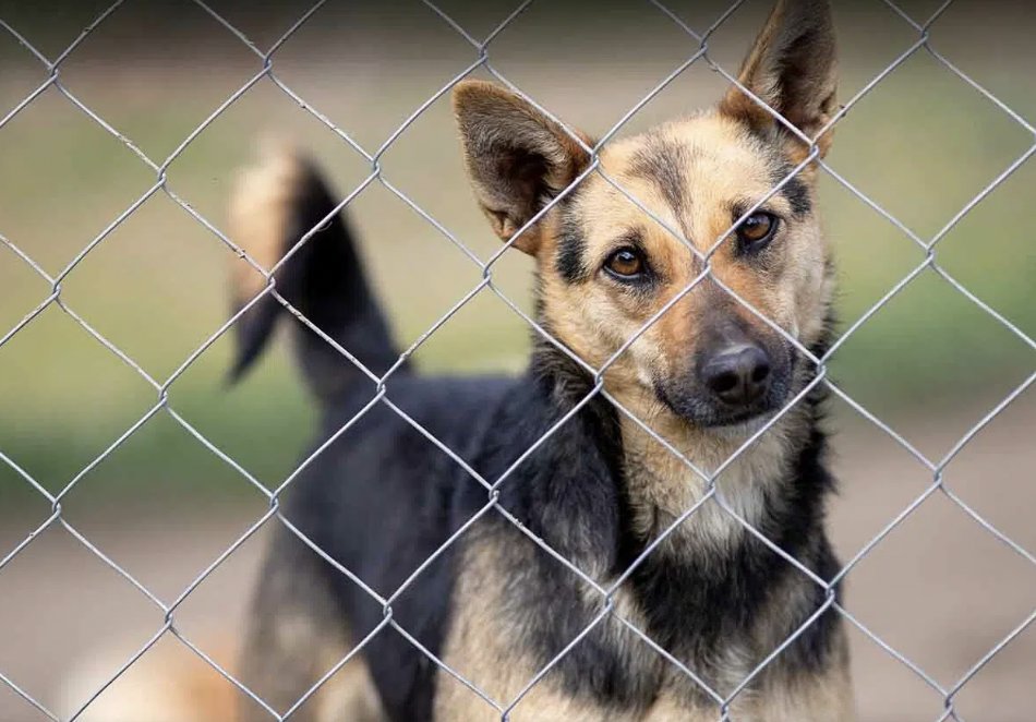 we_make_change_'s tweet photo. April 15-21 is Animal Cruelty and Human Violence Awareness week! Help animals in need by notifying the SPCA about animal abuse when you see it. Visit the Humane Society’s page to learn about signs of animal abuse: https://t.co/hUZI4RAQjZ

#AnimalCruelty 
#socialjustice
#awareness https://t.co/Im5py85cvk