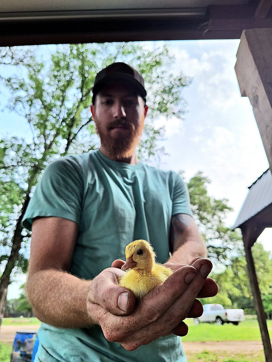 Our lives depend on raising the future with tender loving care. 💛🐥🌼
#farmlife #duckling #aww #love