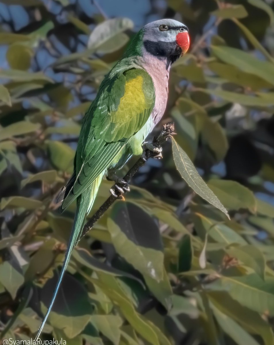 #indiaves #ThePhotoHour #BirdsOfTwitter #TwitterNatureCommunity #wildplanet #wildlife #BBCWildlifePOTD  #BirdsSeenIn2024 #NatureIn_Focus #birdtwitter #birds #natgeoindia Red-breasted Parakeet