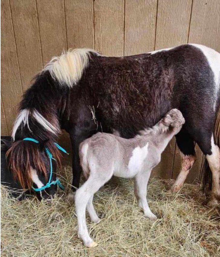 -GRAIN & ALFALFA FUNDRAISER - -$843.47 TO GO- We are so thankful to S for the wonderful donation! We are now $843.47 away from meeting our goal for feed and alfalfa!! Momma Periwinkle is busy with keeping her baby boy Smokey well fed, so it's my job to ensure that she…