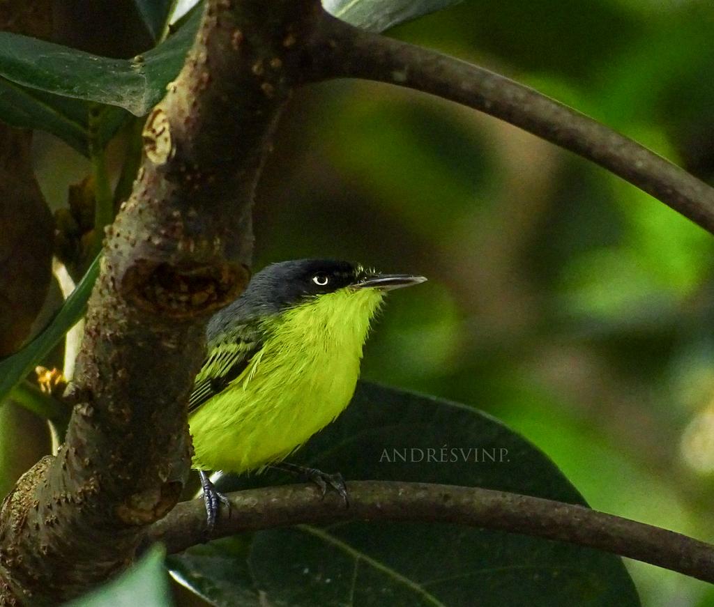 Se asoma el Todirostrum.

#AvesDeColombia
#birdphotography 
#Naturaleza
#NaturePhotography