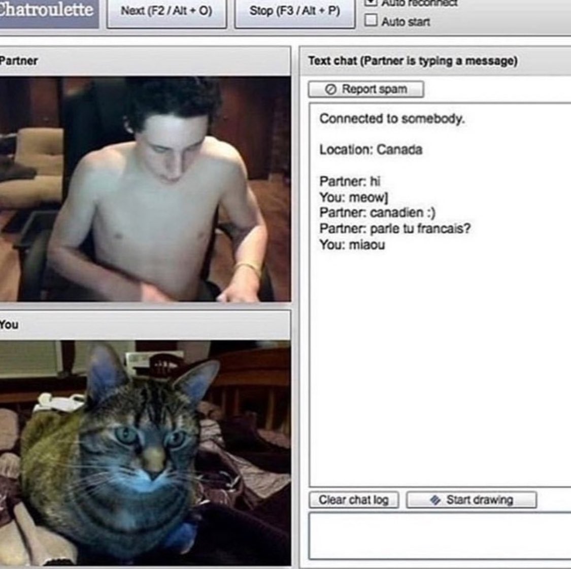 Punch Cat (@punchingcat) on Twitter photo 