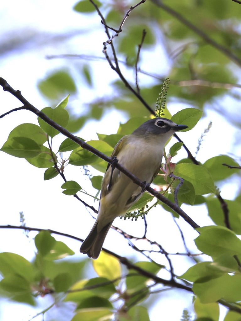 Walked out my back door and spotted this little one, just like that! It's a Blue-headed Vireo and a new bird for me!! It zipped around grabbing bugs in this tree for a while. #lifer
