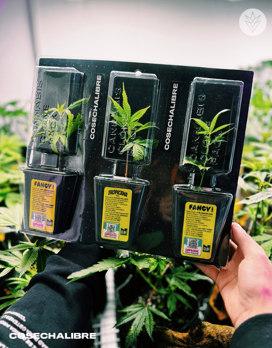 ¡SORTEO 420 🌱! Se acerca la semana del 4/20 y tenemos un regalo especial para uno de ustedes 😎 🏆 Premio: Tripack de clones 🔥 (incluye dos Fancy y una Tropicana). 👉🏻 Para participar: •Dale like a esta publicación. •Seguinos @cosechalibre. •Menciona a 2 amigos.