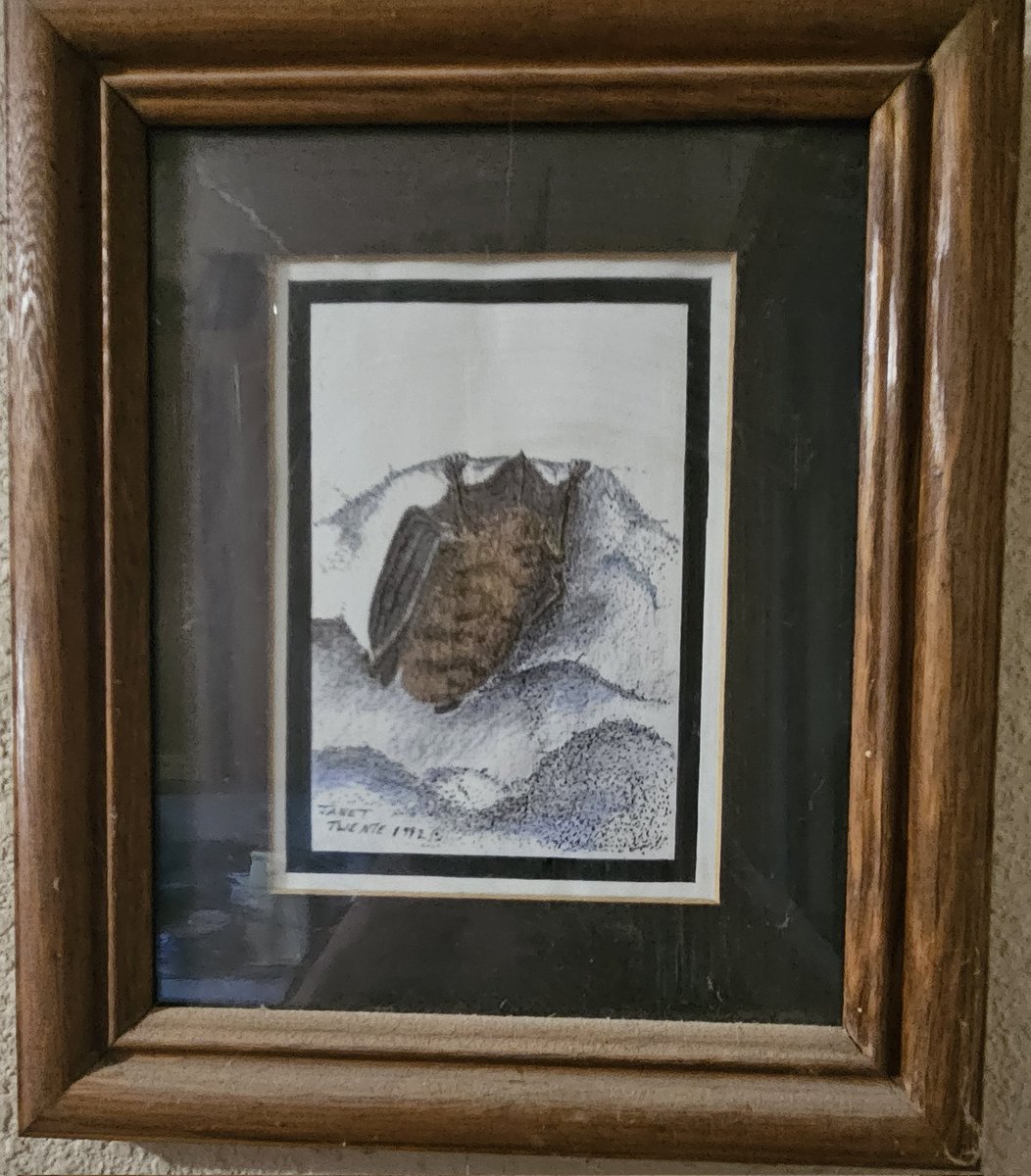 @GetToKnowNature My mom was an artist. These are some of her bird paintings. She also painted the pipistrel bats. And this Little Brown Bat (Myotis) 
Note the pileated.