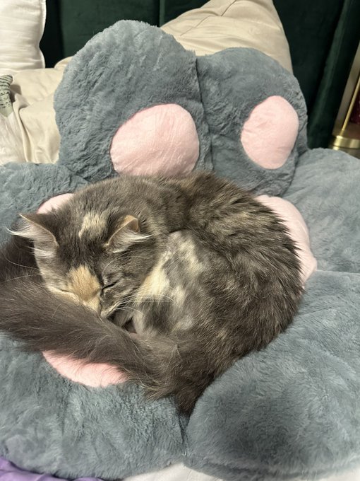 on her lil paw bed😭😭 https://t.co/fxgQ64ihCT