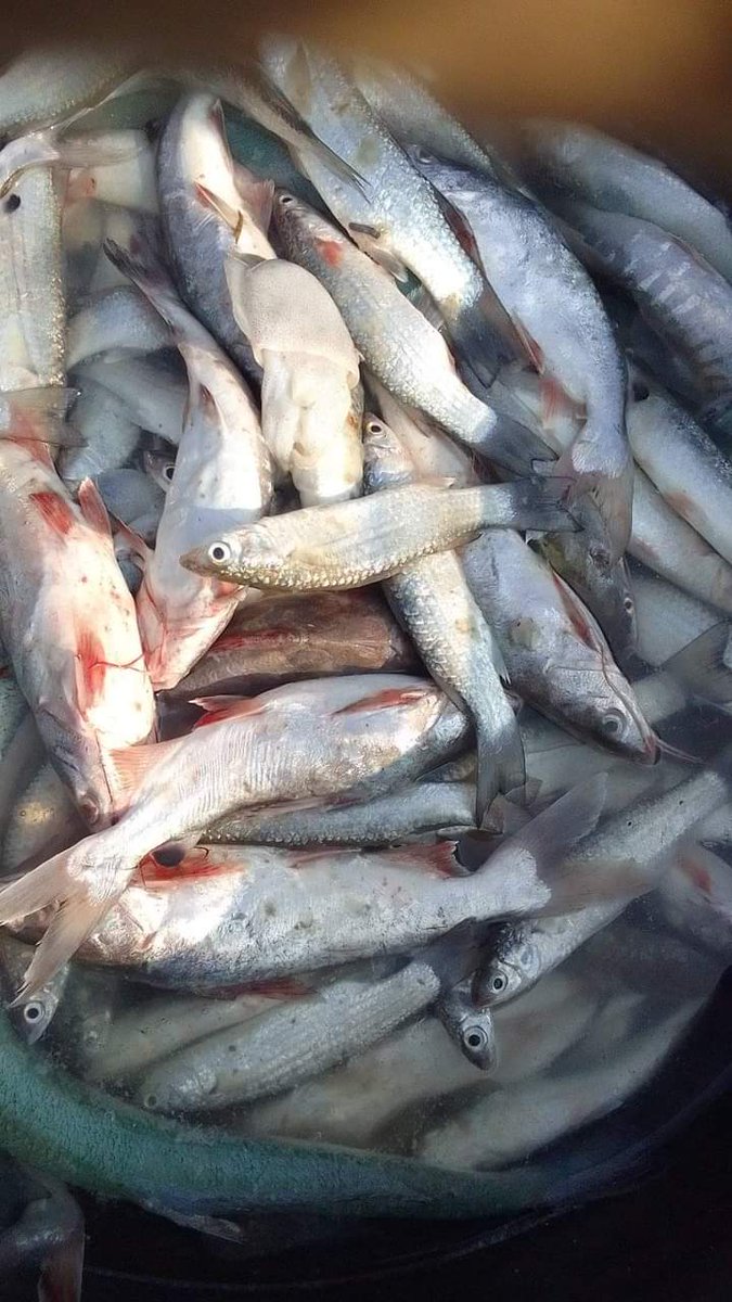 aminbunyamin262's tweet photo. Senin 18032024 kegiatan kunjungan Anjang sana ke KUB Harapan Maju Jaya a.n Bapak Dwi Hartono di Desa Tamansari Kec Ketapang Lampung Selatan. Hasil tangkapan ikan belanak sebanyak 100 kg @Rp.15.000/kg
#GiatluhkanSatminkalPalembang
#Luhlapor #Puslatluh #BPPSDM
#LuhkanKetapang https://t.co/iEEdX1uVFb