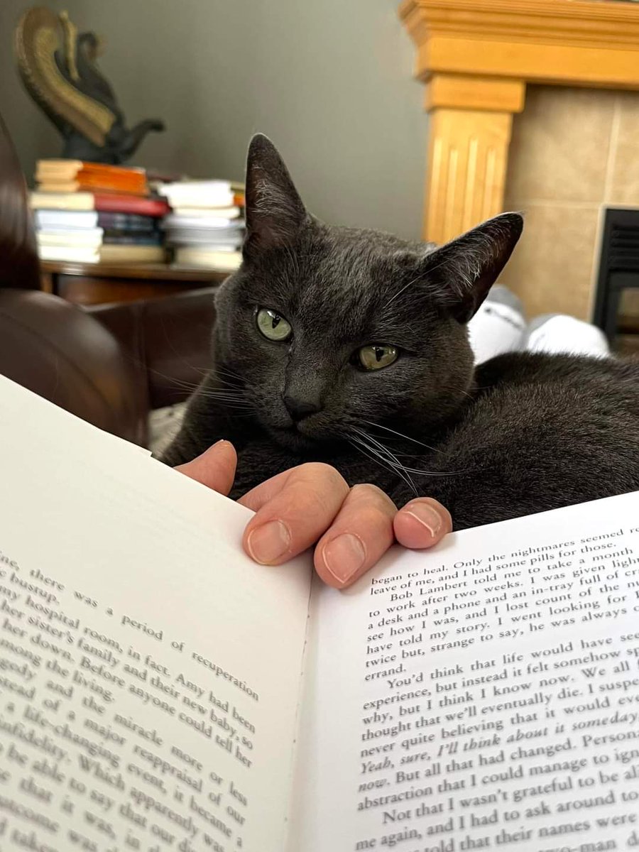 Keep reading, or feed the cat?