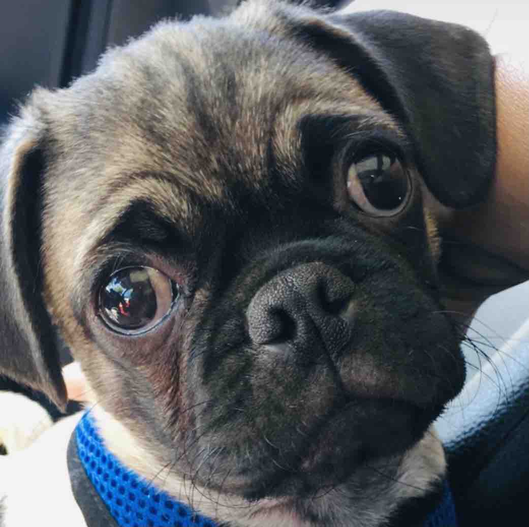 A portrait of the Pucci as a young pug