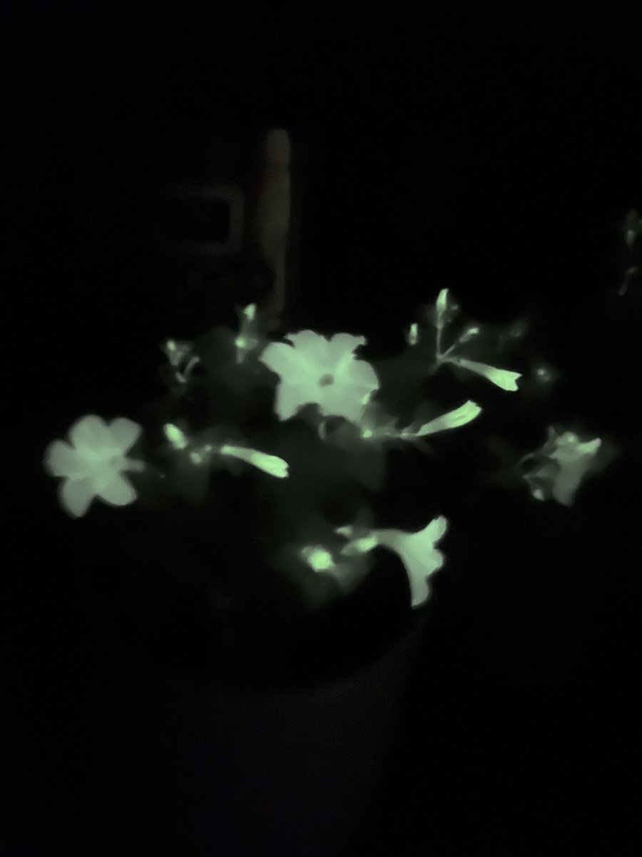 8 hours of direct sunlight for these petunias really increase the glow at night