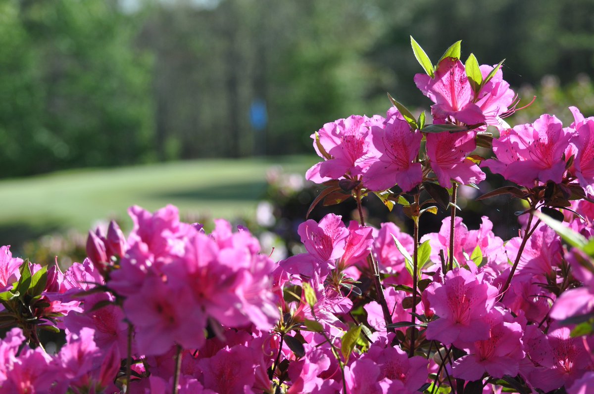 Koji Mitchell tweet media