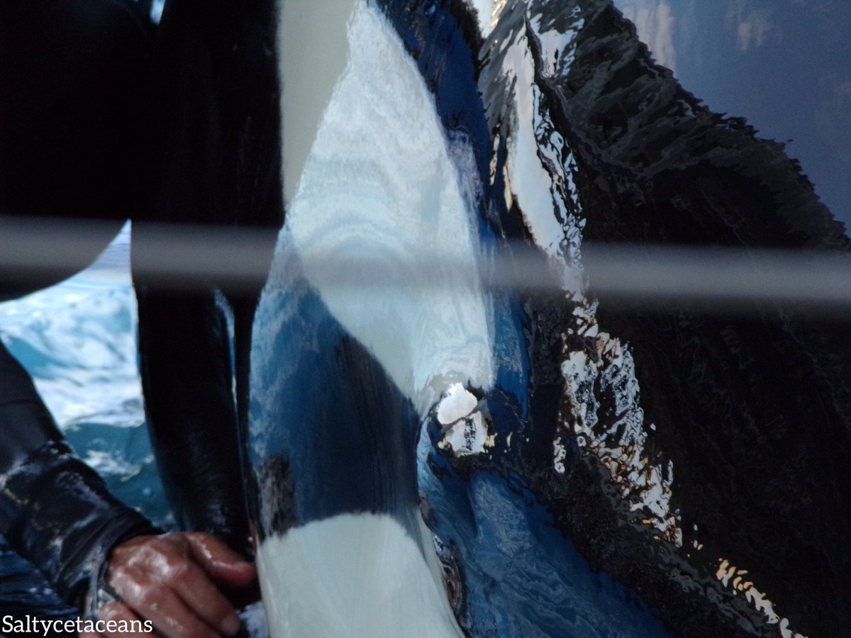 Saltycetaceans_'s tweet photo. To be loved,
Is to be touched https://t.co/o9Hy0sdTx5