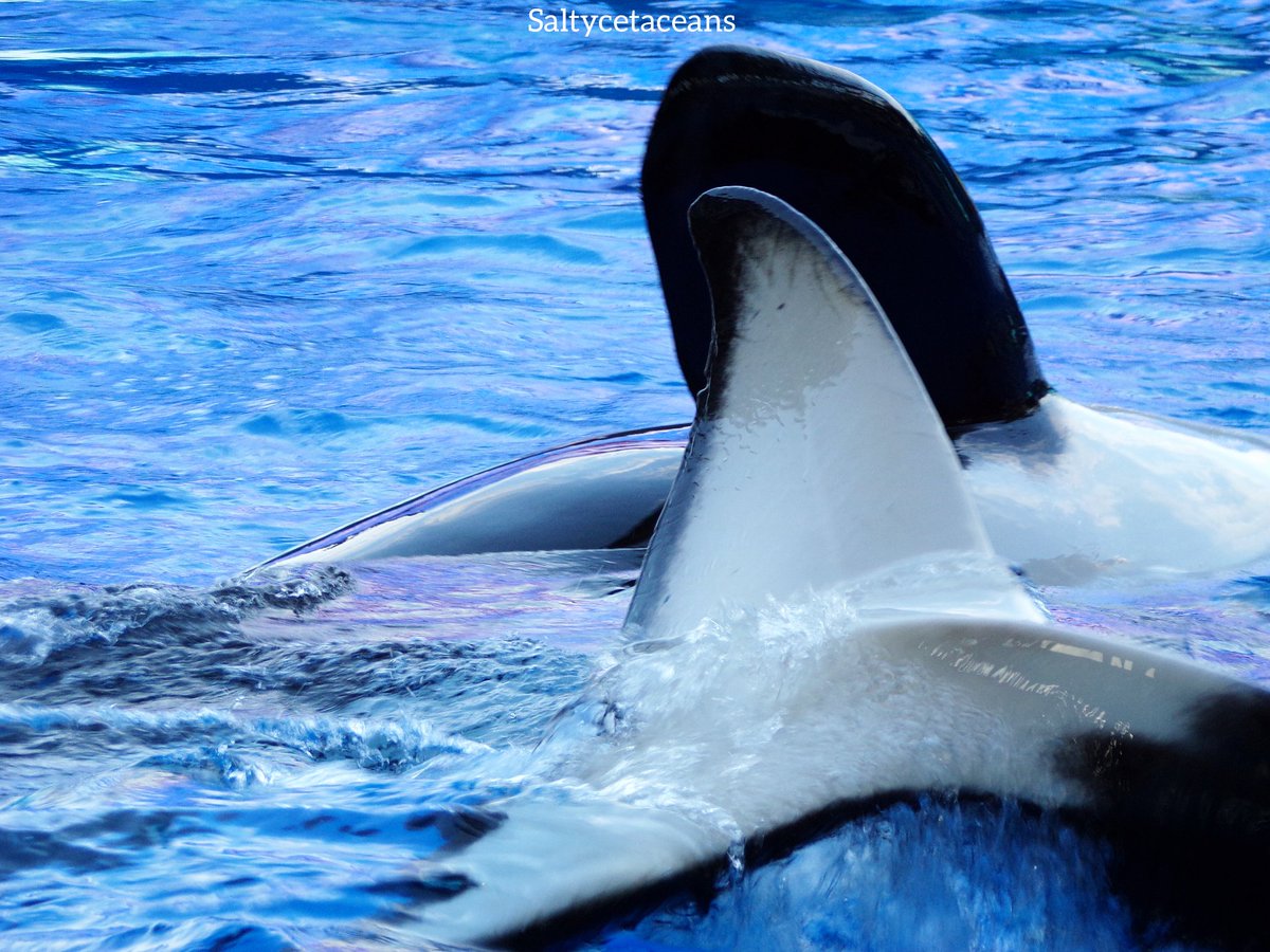 Saltycetaceans_'s tweet photo. To be loved,
Is to be touched https://t.co/o9Hy0sdTx5