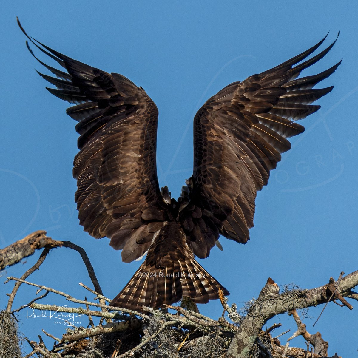 Capturing the essence of the osprey's wings – in search of the perfect subject to paint or license?

@todaysbird
#rkotinsky #ospey #paint #starvingartist #birdsofprey