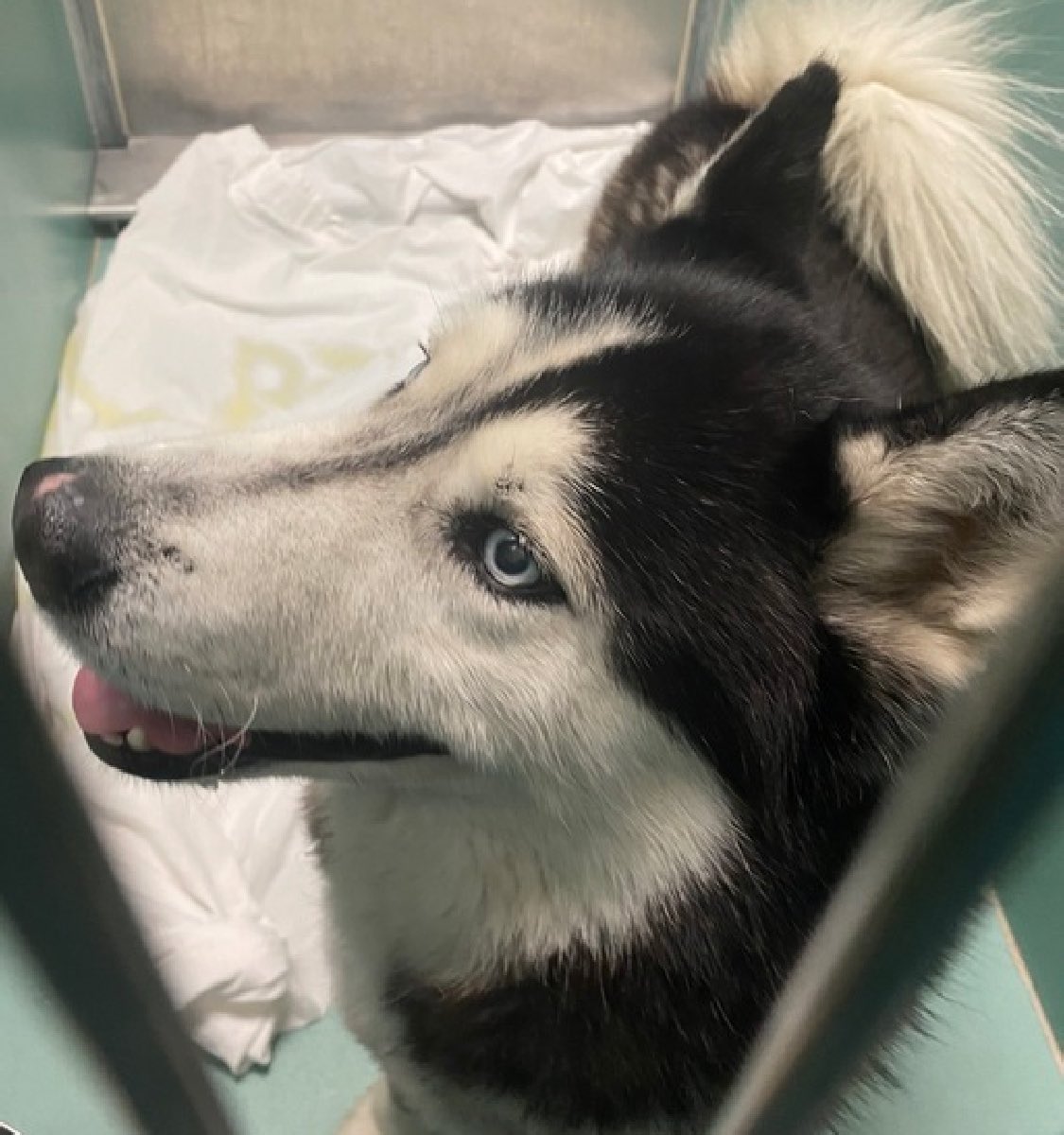 Arriving because of his owner's health problems, Pluto 197260 has spent just 7 days in the pound. TBK Thursday, 5 years old and he's scared, stressed and grieving the life he once had. NYCACC's negative notes and his two quick photos mean he's high up on their hit list. Unfairly,…