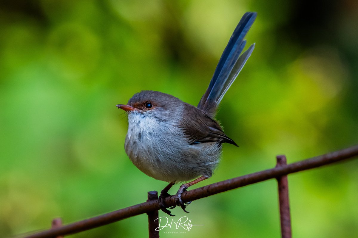 An immature male Superb Fairy-wren down in the paddock.Have a ripper Wrensday🐦🙂 #BirdlifeOz #birdsinbackyards #abcaustralia #abcmyphoto #abcinmelbourne #visitgippsland #MyNikonLife #BirdsSeenIn2023 #ausgeo #abcgippsland #Gippsland #birdphotography #birds #nikonaustralia