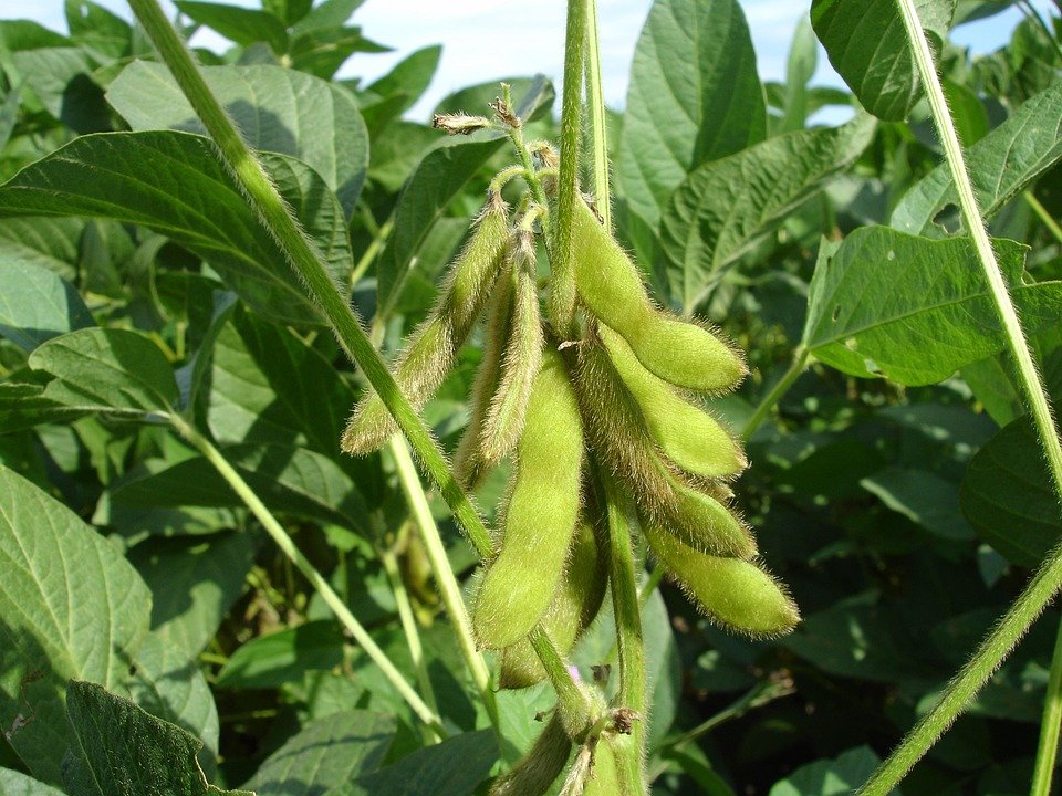 Identification of haplotypes for optimized branch number in soybean.

rdcu.be/dErqE