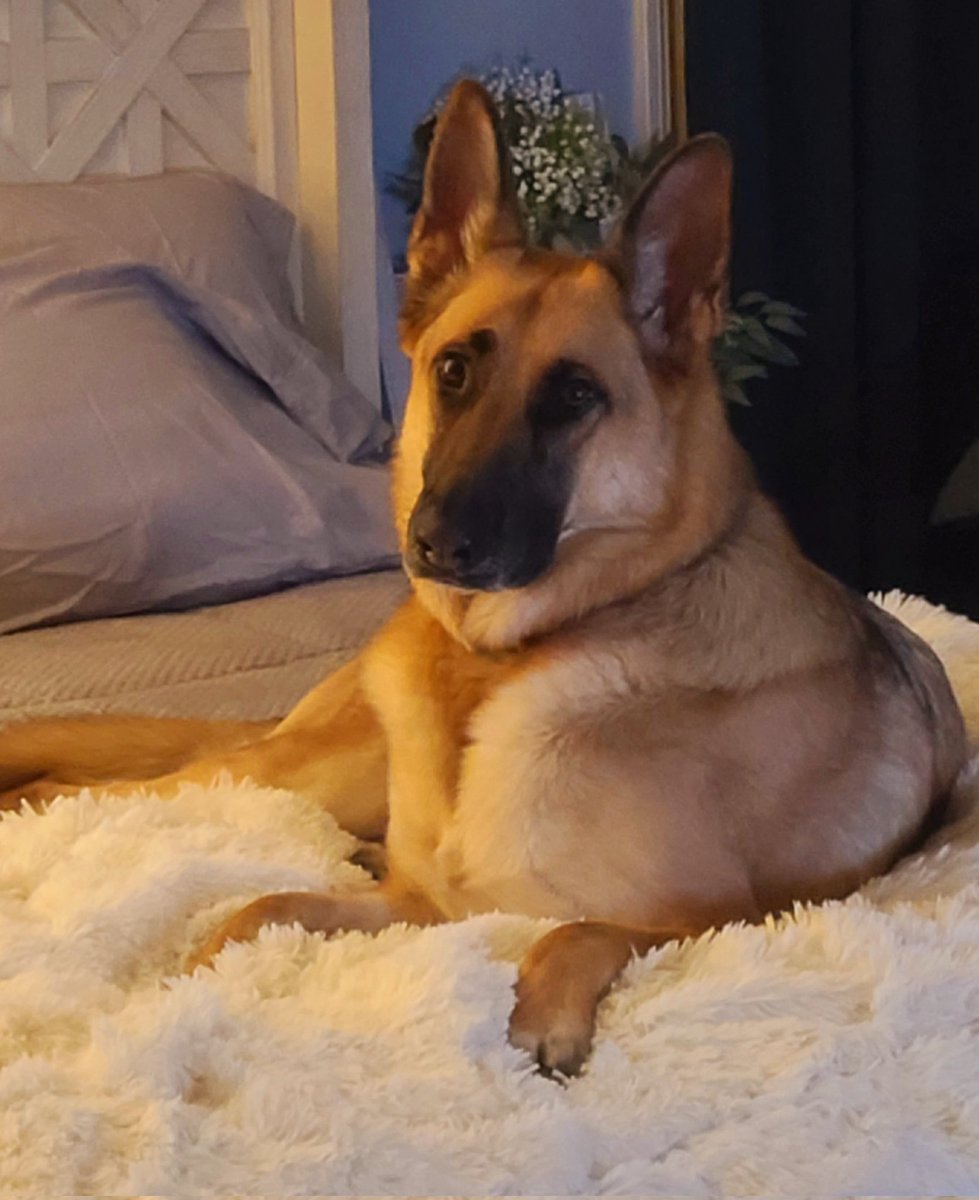 Tracy Etherington tweet media