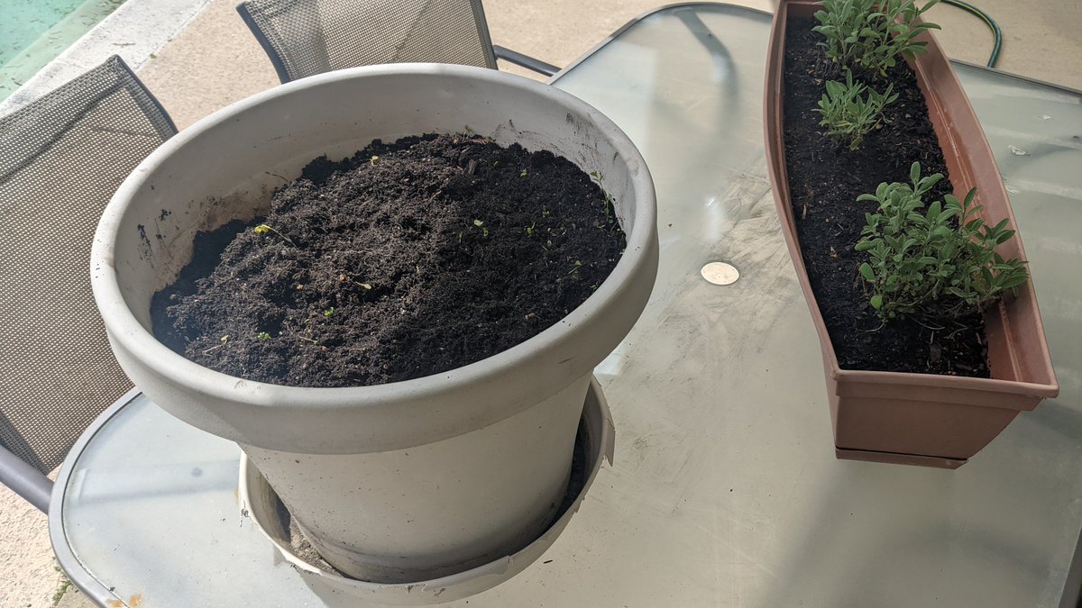 My garlic bulbs sprouted so I decided to plant them and see what happens. I never grew garlic before.