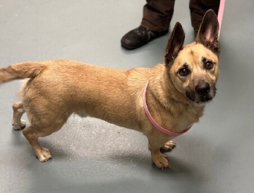 TomJumboGrumbo's tweet photo. Jack Jax 196767 arrived friendly, active and seeking interaction on March 30. Now his notes state he's "not warmed up" to NYCACC staff and they want him gone immediately. TBK Thursday, 7 years old and he's so scared he pancakes to the ground in having to leave his kennel and needs to be carried outside. A dog who's crying out for help and does not deserve this treatment, he needs a northeast family with kids age 13+ to survive. Please repost pledge, Jack Jax needs us!

https://t.co/NNzKkjR7br

https://t.co/LdkHb7vPkN