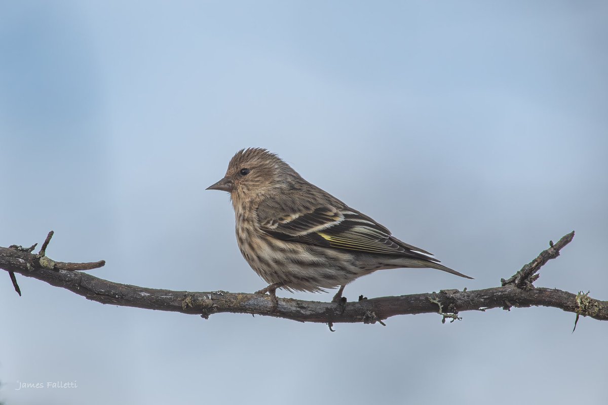 Pine Siskin 🔎 Spinus pinus #TwitterNatureCommunity #nikon #birdphotography #BirdsSeenIn2024 #BirdsOfTwitter #NaturePhotography #birds #birding @mybirdcards @nature_org @miajbirdkartoj @BirdWatchingMag