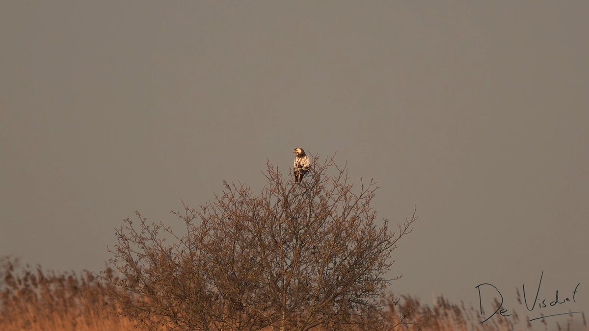 Hoeveel roofvogels herken jij in dit filmpje? De oplossing vind je door op YouTube te klikken op de link onder het filmpje: youtube.com/watch?v=PkQVHa… #roofvogels