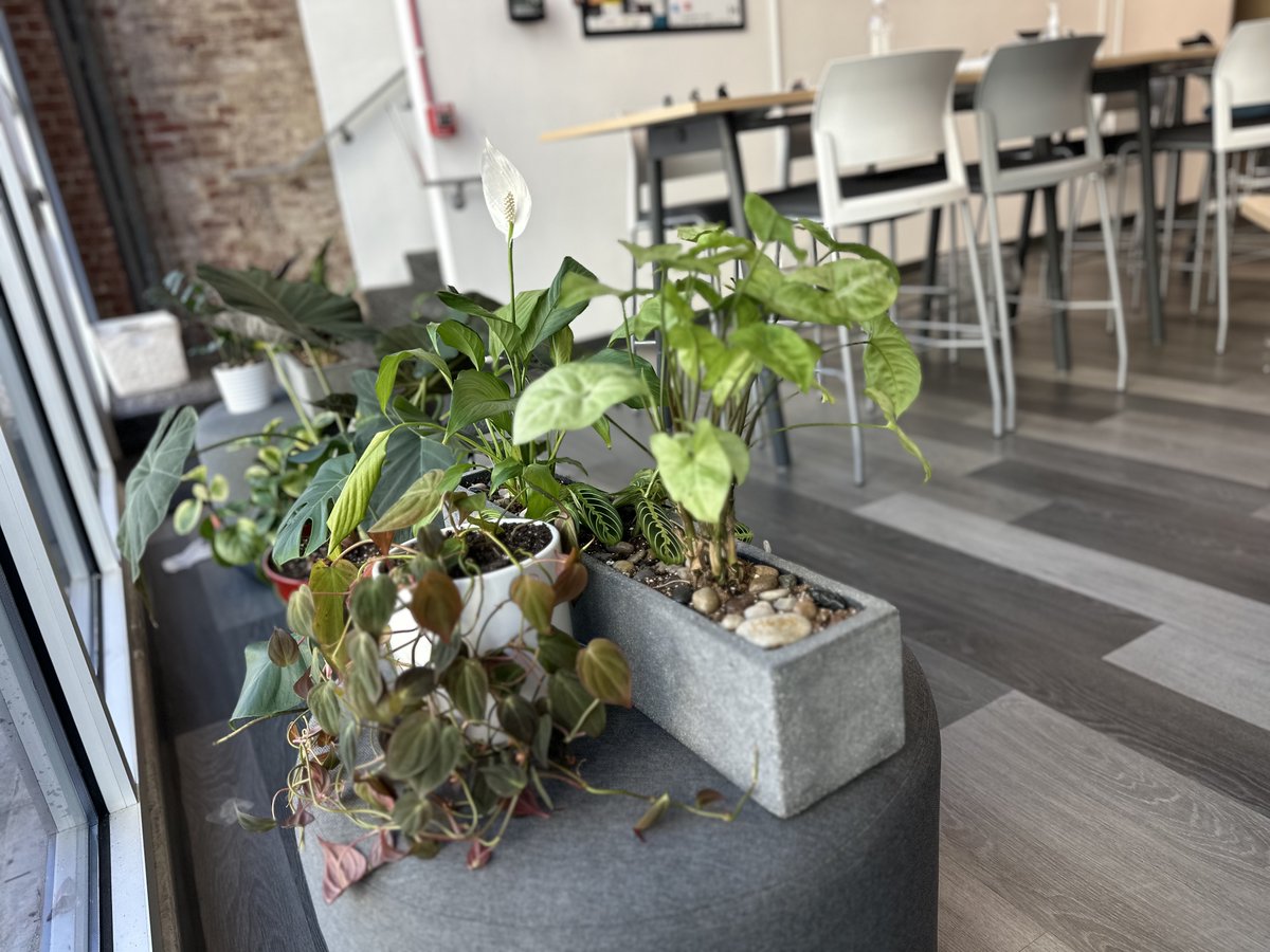 BLANKSPACES's tweet image. "Spring blooms aren't the only things blossoming 🌸💼 Embracing the hustle as business picks up with the season" 📈#coworking #blankspaces_ #blankspaces #longbeach #bLB #socal #premier #coworkingspace #since2008 #community #of #freelancers #entrepreneurlife #SpringBlossoms