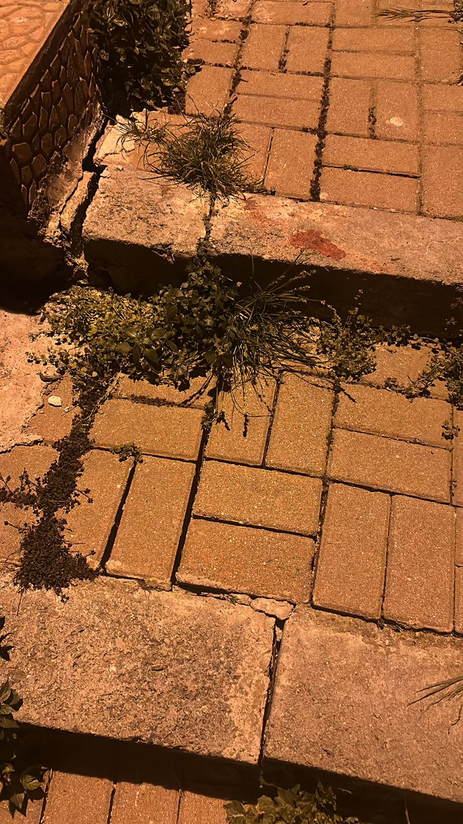 selcuk karadayi tweet media