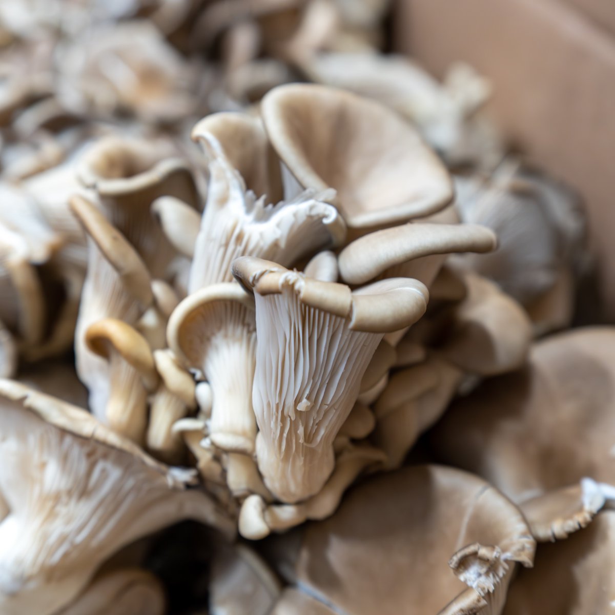 Fortune Fish & Gourmet tweet media